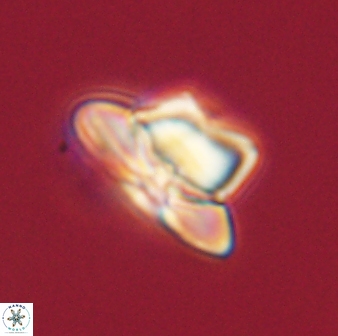 Heliolithus knoxii 61813