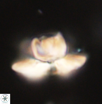 Heliolithus knoxii 62130