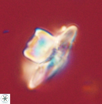 Heliolithus knoxii 62132
