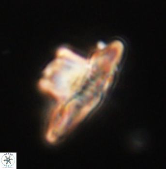 Heliolithus knoxii 62133