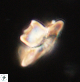 Heliolithus knoxii 62135