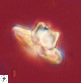 Heliolithus knoxii 62138