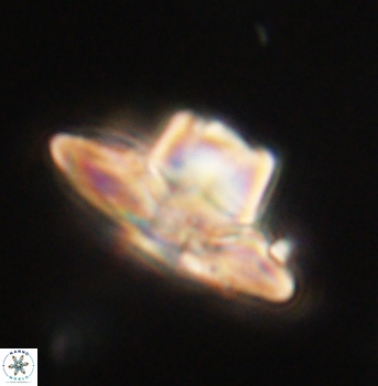 Heliolithus knoxii 62140