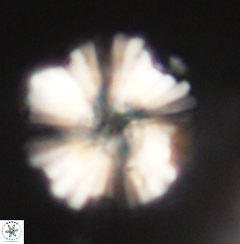 Heliolithus knoxii 62145