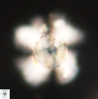 Heliolithus knoxii 62146