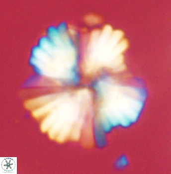 Heliolithus knoxii 62148