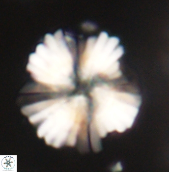 Heliolithus knoxii 62149