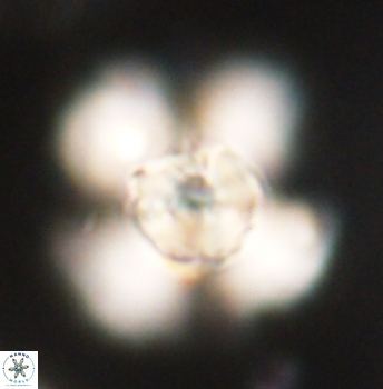 Heliolithus knoxii 62150