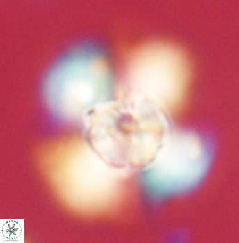 Heliolithus knoxii 62151