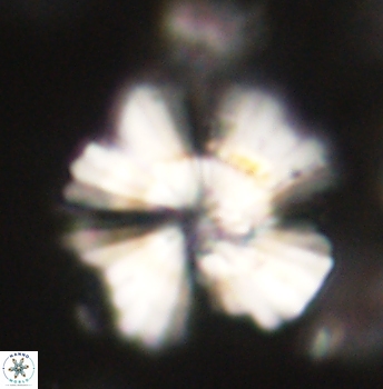 Heliolithus knoxii 62153