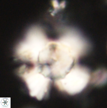 Heliolithus knoxii 62154
