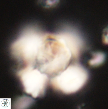 Heliolithus knoxii 62157