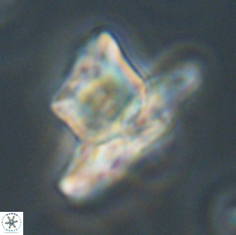 Heliolithus knoxii 66653