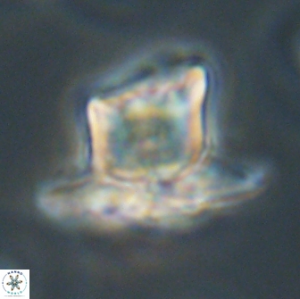 Heliolithus knoxii 66654