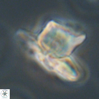 Heliolithus knoxii 66655