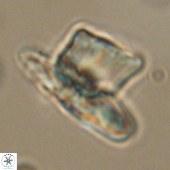 Heliolithus knoxii 66656