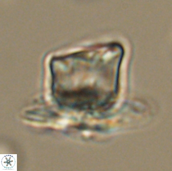 Heliolithus knoxii 66657