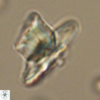 Heliolithus knoxii 66658