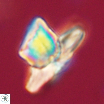 Heliolithus knoxii 66659