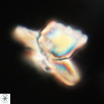 Heliolithus knoxii 66661