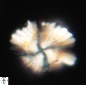 Heliolithus knoxii 66665