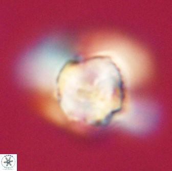 Heliolithus knoxii 66667