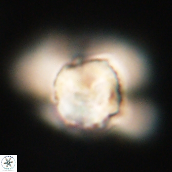 Heliolithus knoxii 66668
