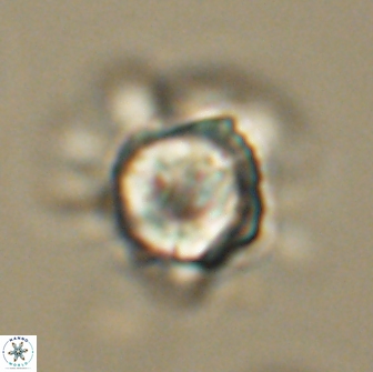 Heliolithus knoxii 66669