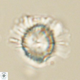 Heliolithus knoxii 66673