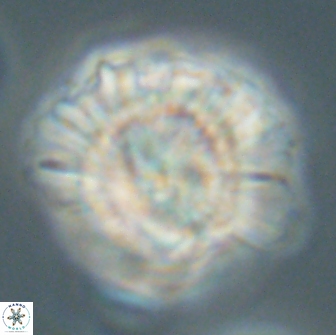 Heliolithus knoxii 66676