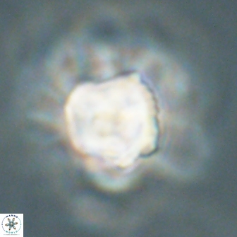 Heliolithus knoxii 66677