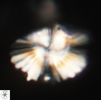Heliolithus knoxii 66678
