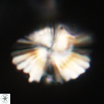 Heliolithus knoxii 66681