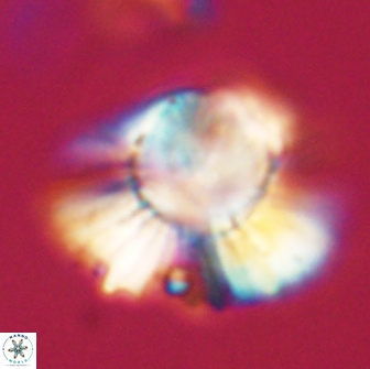 Heliolithus knoxii 66685