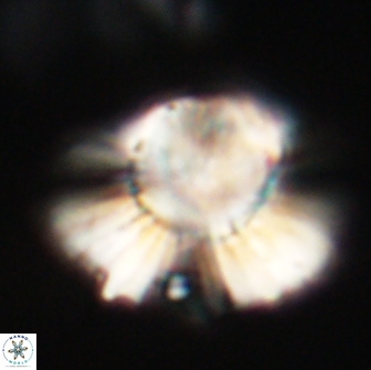 Heliolithus knoxii 66686