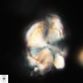 Heliolithus knoxii 66277