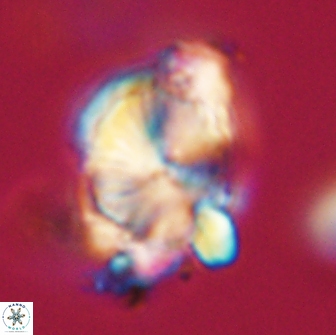 Heliolithus knoxii 66278