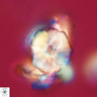 Heliolithus knoxii 66279