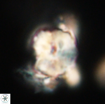 Heliolithus knoxii 66280
