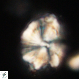 Heliolithus knoxii 66281