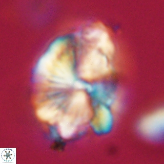 Heliolithus knoxii 66282