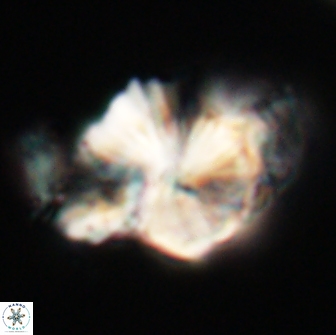 Heliolithus knoxii 66285