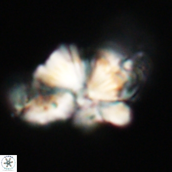 Heliolithus knoxii 66288