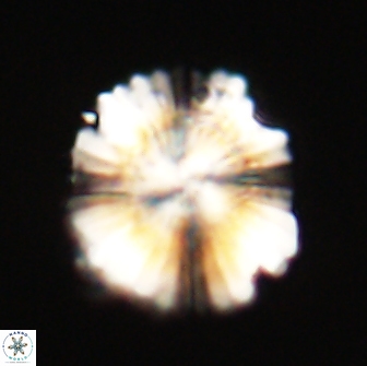 Heliolithus knoxii 66292
