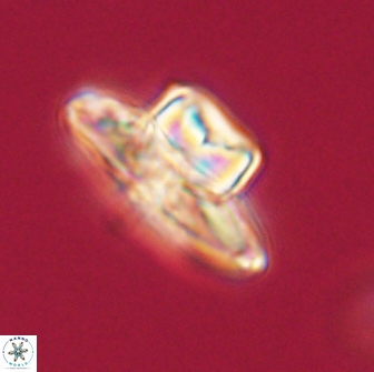 Heliolithus knoxii 66296