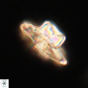 Heliolithus knoxii 66297