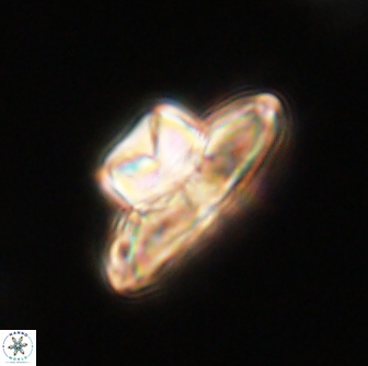 Heliolithus knoxii 66298