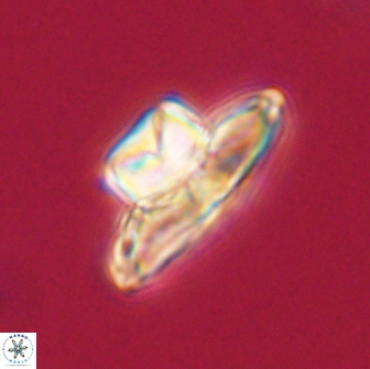 Heliolithus knoxii 66299