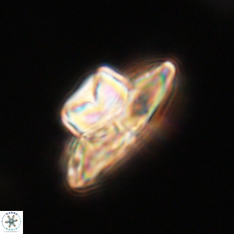Heliolithus knoxii 66301