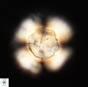 Heliolithus knoxii 66310